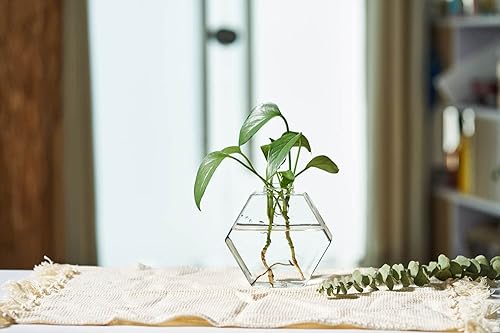 Miniatura 7 de Macetas de pared de vidrio, 6 unidades, terrario, soportes colgantes para plantas hidropónicas, suculentas, hierbas, flores (hexagonal)