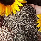 WachtelGold® Wachtelkorn ProVital 2,5 kg – hochwertiges Alleinfutter für Legewachteln | Kräuterkomplex aus Oregano, Thymian & Spirulina | unterstützt Verdauung & Vitalität | ohne Gentechnik & Palmöl