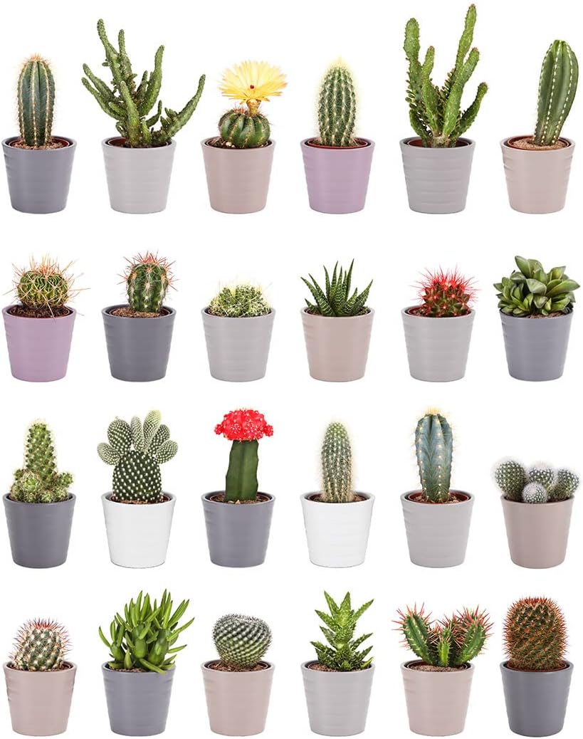 American Plant Exchange Assorted Cactus Plants – 2-Inch Pots, Pack of 3 – Live Small Indoor Houseplants, Easy Care Succulents for Home, Office, or Gift Decor