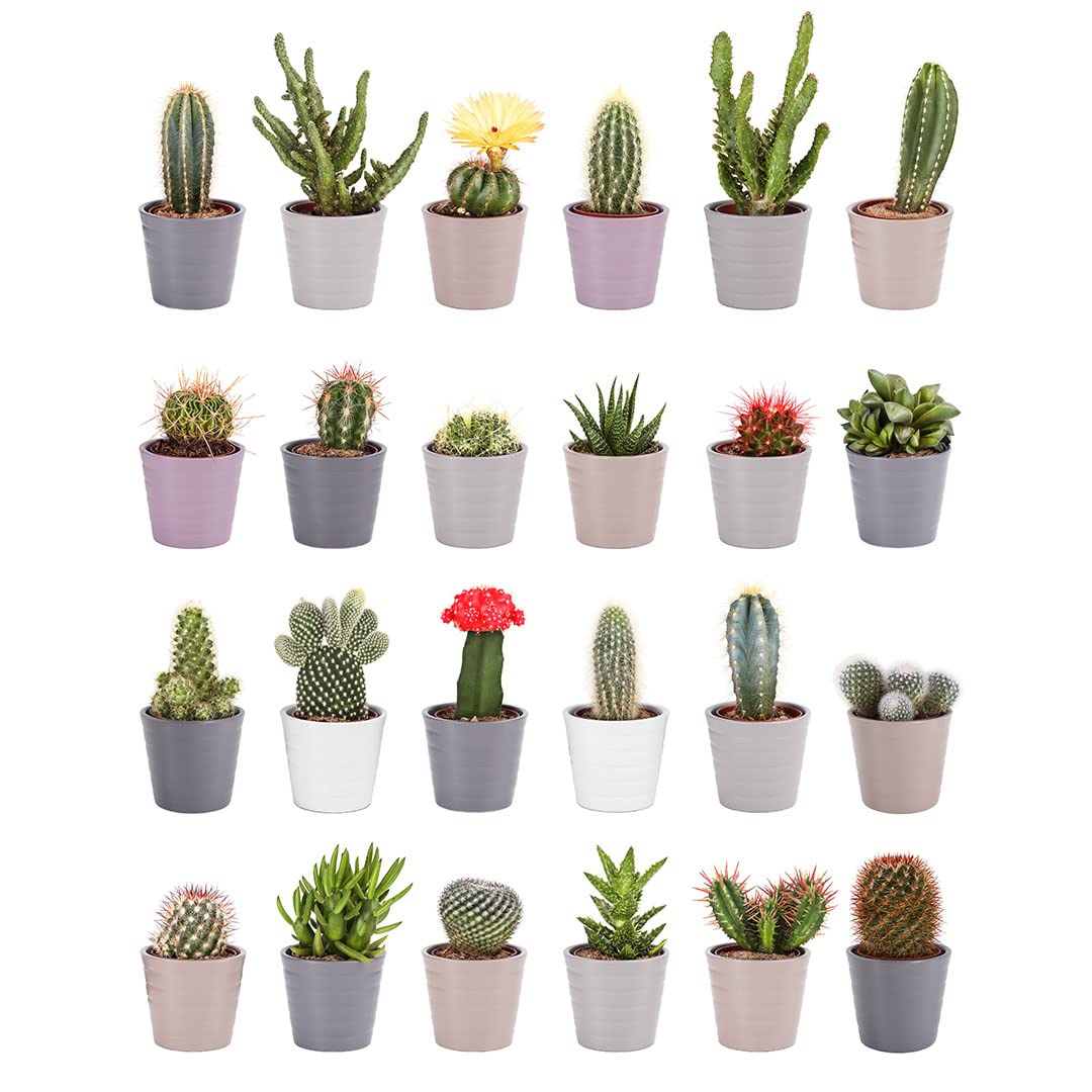 Amazon.com : American Plant Exchange Assorted Cactus Plants  2-Inch Pots,  Pack of 3  Live Small Indoor Houseplants, Easy Care Succulents for Home,  Office, or Gift Decor : Patio, Lawn & Garden