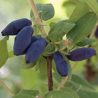 You Garden - Honeyberry 'Altaj' Plant in a 2L Pot - Lonicera kamschatiana Plant Edible Fruit Plants for Gardens - Grow Your Own Fruit at Home in Your Garden