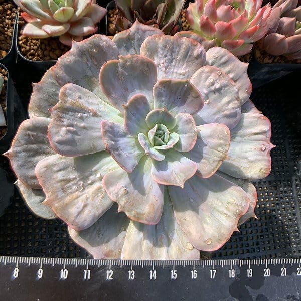 Amazon.co.jp: 農園直売 多肉植物 寄せ植え エケベリア属