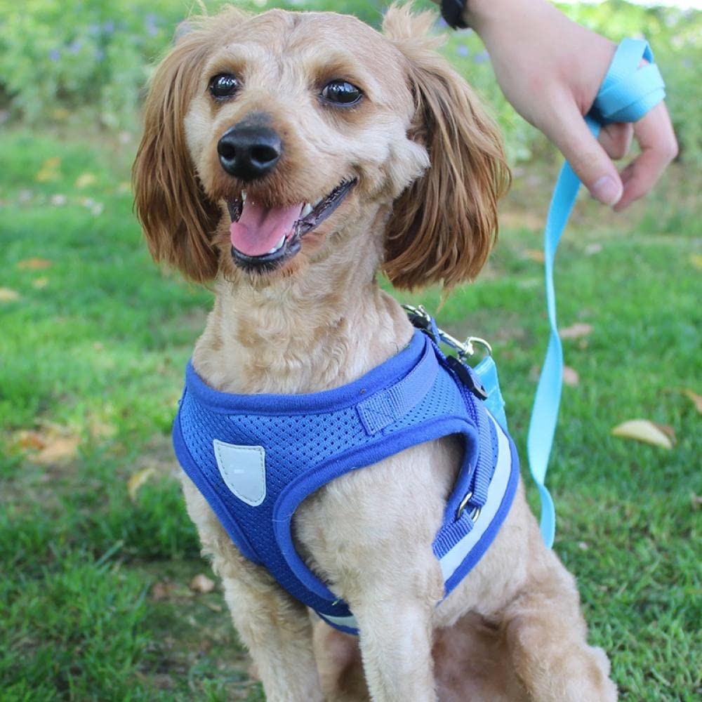 Harnais et Laisse réfléchissants en Nylon Rouge pour Chien et Chat, compatibles avec Les Petits et Moyens Chiens (Taille M) et Les Sacs de Transport pour Chien (Taille L).