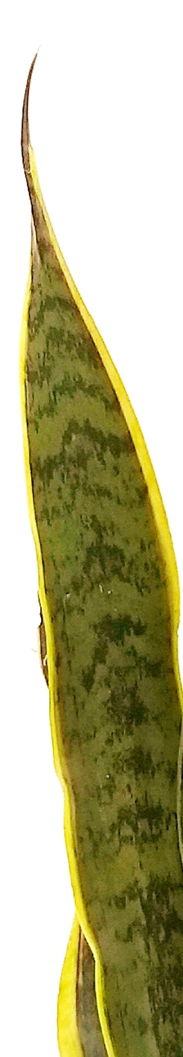 POWERS TO FLOWERS - SANSEVERIA LAURENTII XL IN VASO CERAMICA BIANCO, Altezza 65cm, pianta vera