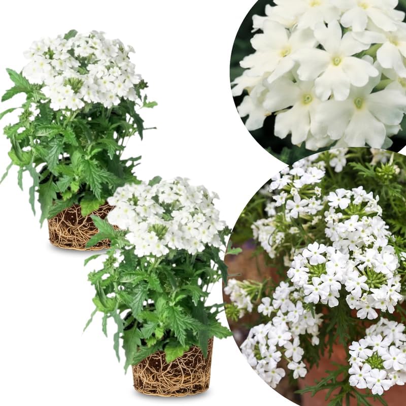 2 Random Verbena Plants Live, Perennial Ground Cover or Trailing Bushes Shrubs, 5-9 Inches Tall, Verbena Flower for Planting