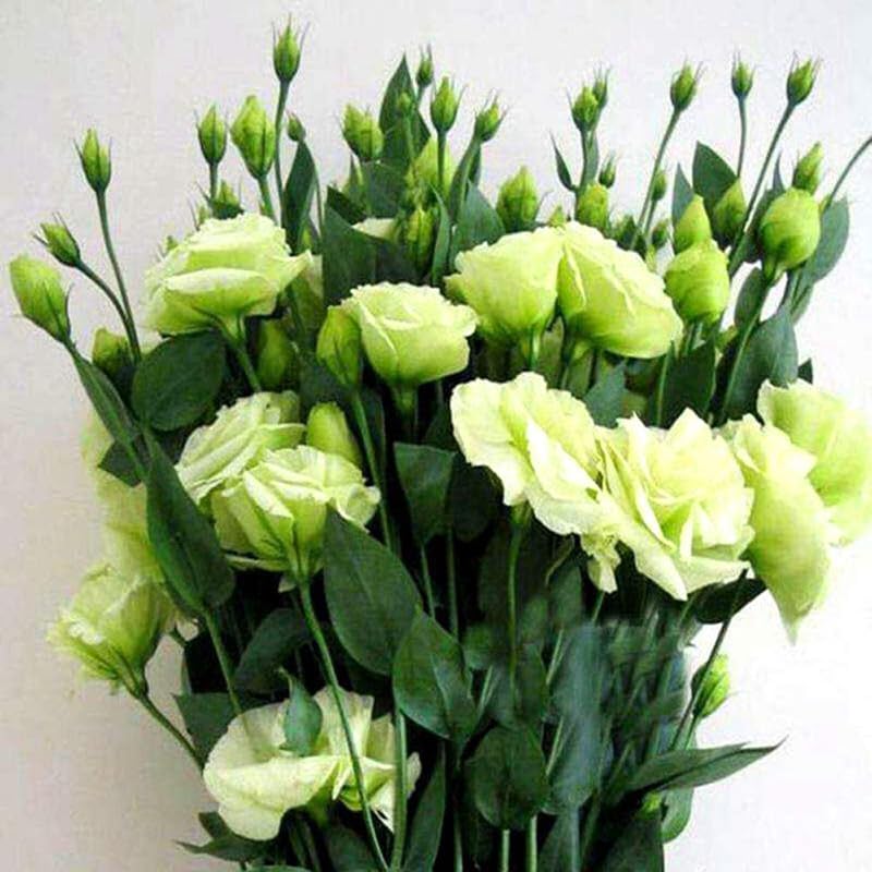 Lisianthus flower live plant pack of 1 healthy plant (B0CX69T1ZB) Amazon Price History, Amazon Price Tracker