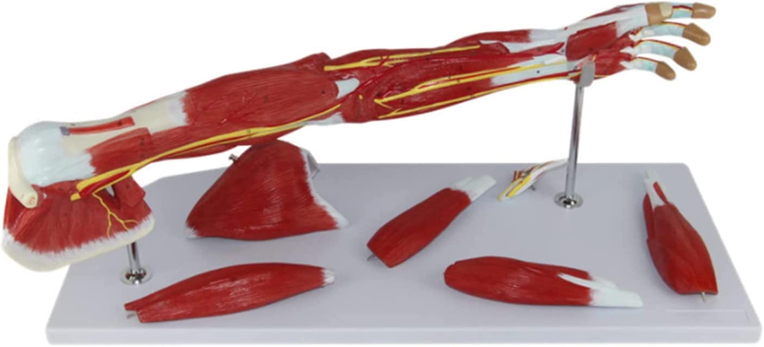 Human Arm ical Muscle Model Arm Model Upper Limb Muscle Model Shoulder Model Vascular Nerves and Ligaments Detachable 7 Pieces Life Size Organ Model