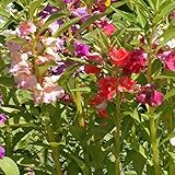 Outsidepride Impatiens Balsam Plant Garden Flower Seed Mix for Beds, Patios, Containers, Window Boxe