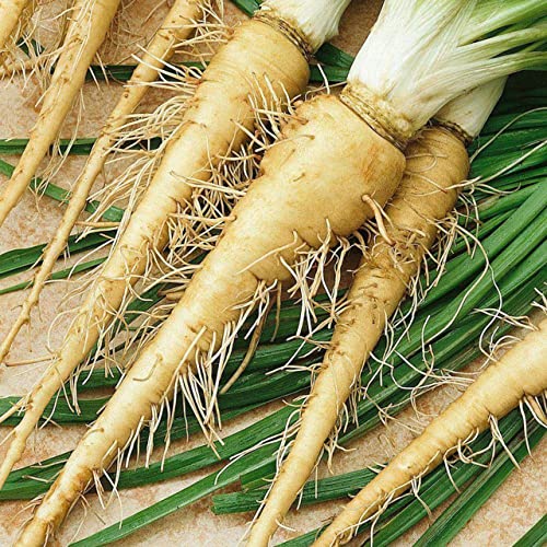 Todd's Seeds Mammoth Sandwich Island Salsify Heirloom Seed - 5g Packet