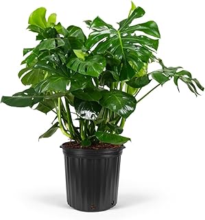 Monstera Deliciosa Swiss Cheese Plant - Tropical Indoor Houseplant, Exotic Air Purifying, Low Maintenance, Ideal for Home Decor, Garden
