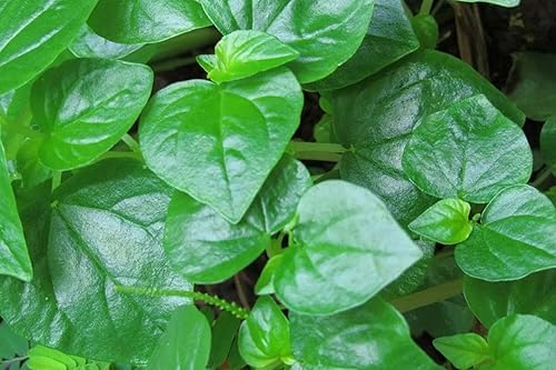 Miniatura 1 de 5000 semillas de garra de cangrejo, semillas de Rau Cang Cua, semillas de vegetales para plantar