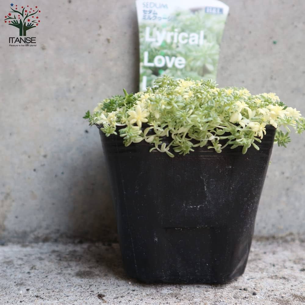 Amazon.co.jp: セダム・ミルクゥージ 3号ポット苗 4個セット【品種で