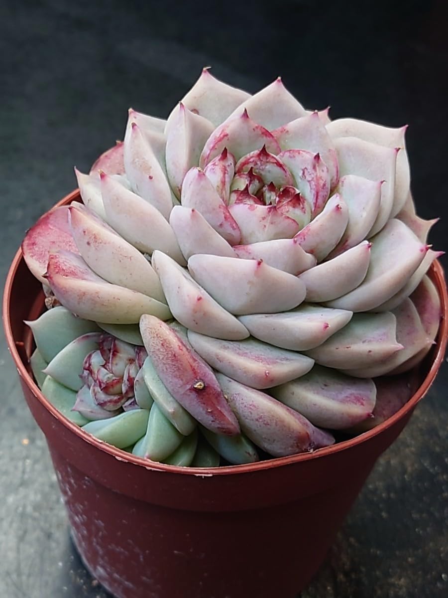 Amazon.co.jp: 多肉植物 韓国苗 レッドベルベット : DIY・工具・ガーデン
