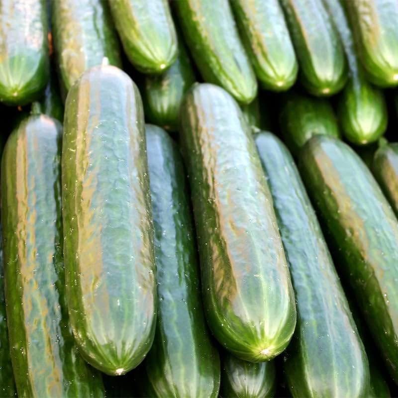 Miniatura 3 de Pepinsett 76 (30 semillas)