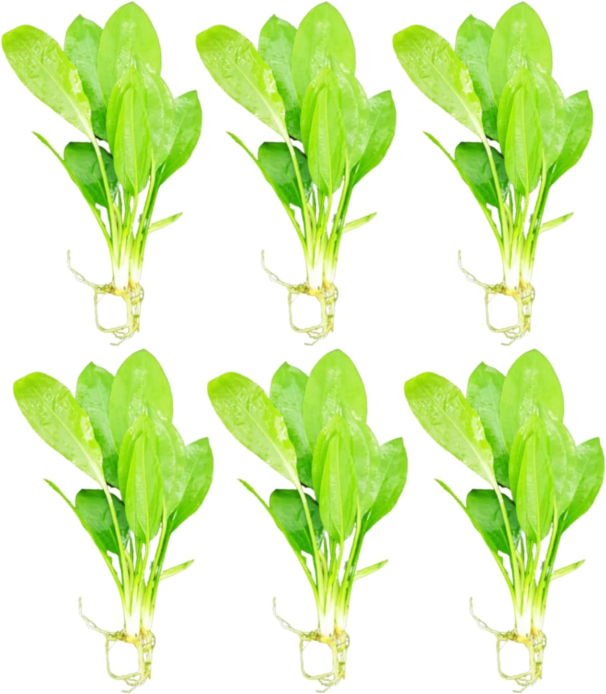 Mainam Amazon Sword Echinodorus Bleheri Tropical Freshwater Live Aquarium Plant Decorations (6 Pack)