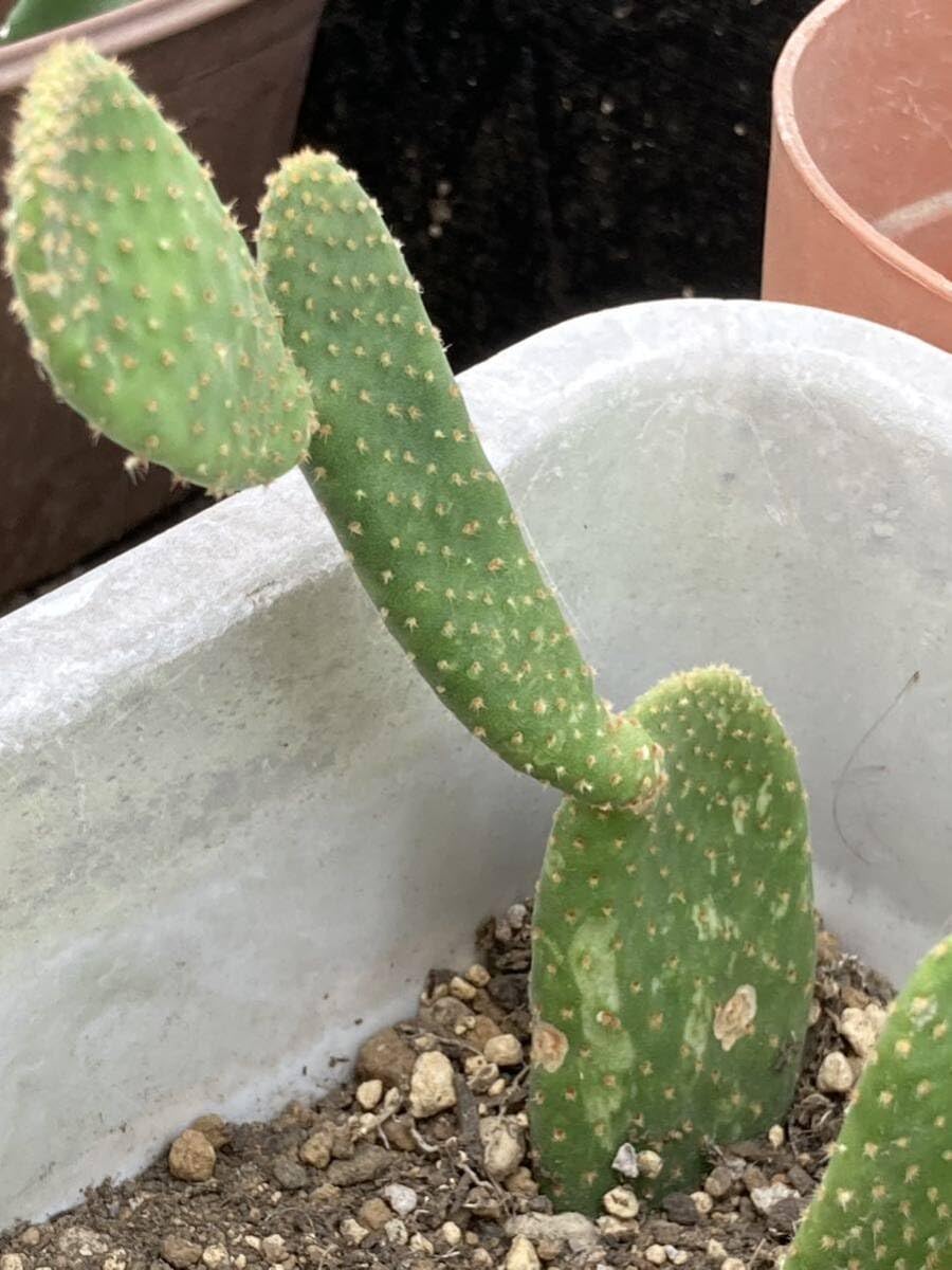 Amazon.co.jp: HUMORオプンチア属「シナモンバニー」団扇(うちわ