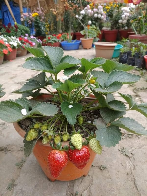 Ozark Beauty strawberry live plant for Mini-Park Pack of 1