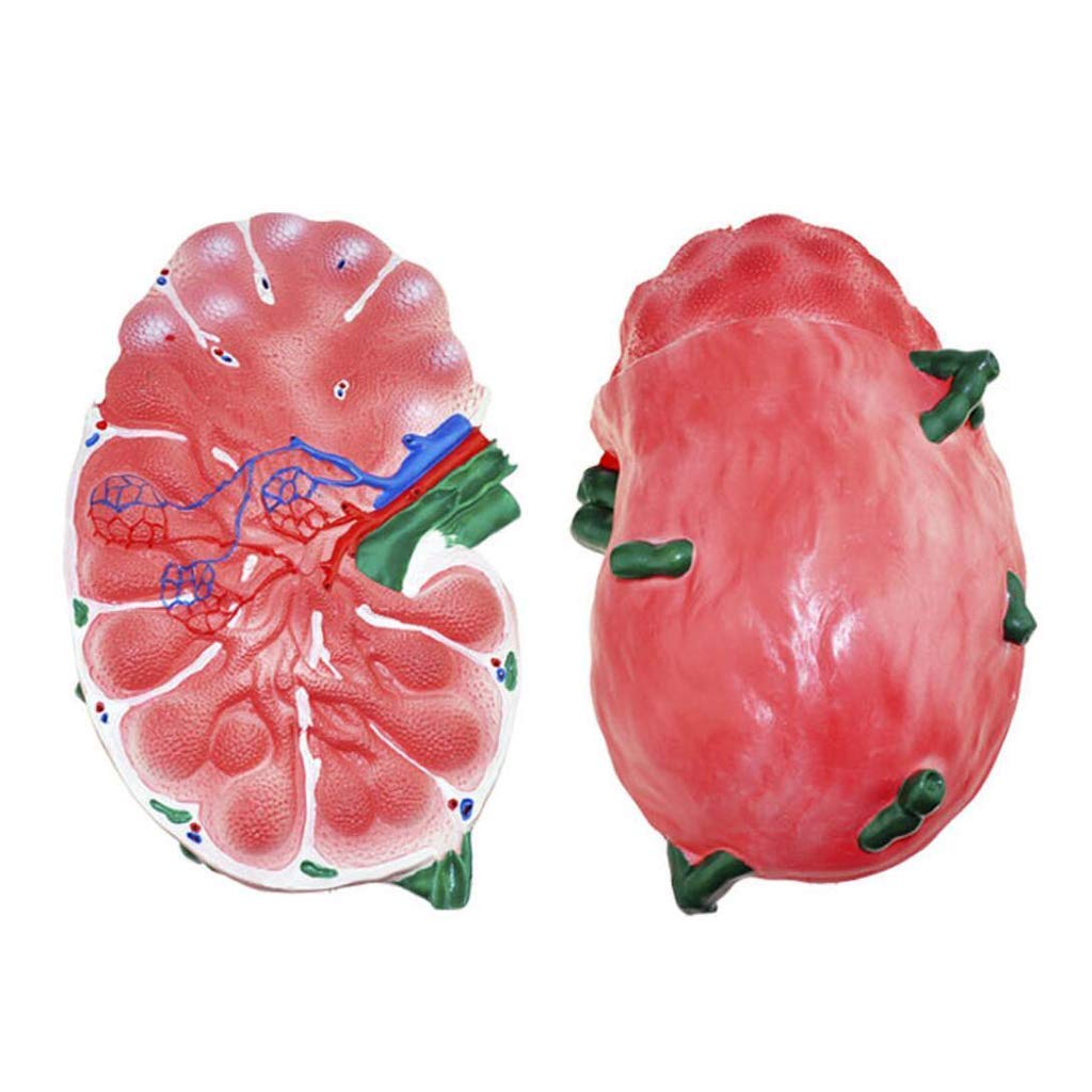 Modèle LyMonic - Anatomie de Peinture avancée pour Science Studio Studio Modèle médical - Matériel de Laboratoire Biologique