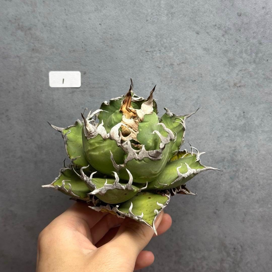 アガベ チタノタ オテロイ シーザー コンパクト ボールタイプ 1 アガベ