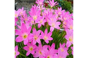 3pcs Red Snowdrop Spring Flowering Bulbs Collection