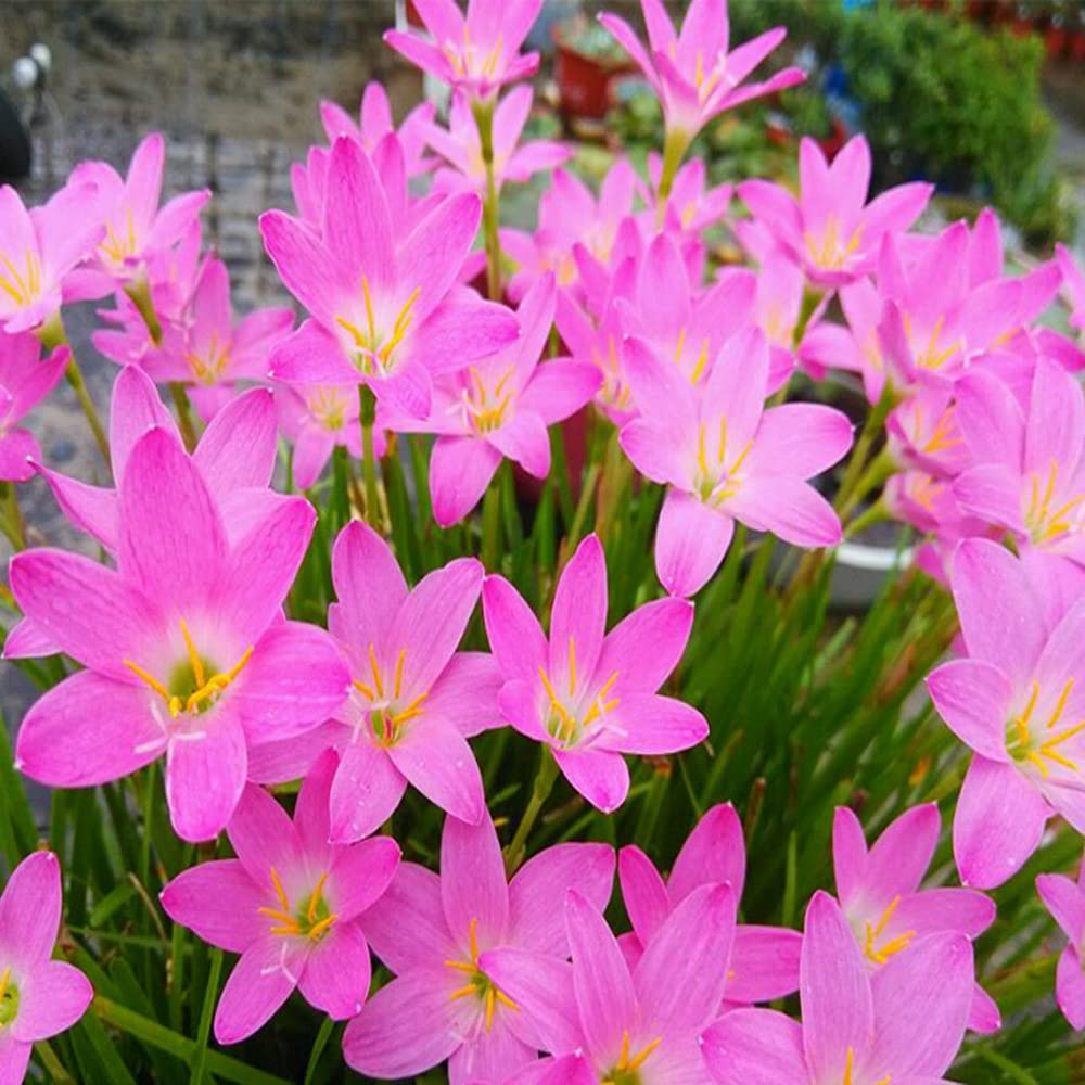 3pcs Red snowdrops Bulbs for Planting Now Spring Flowering Bulbs Double Single Spring Flowering Bulb Collection Pack Wild Daffodil in The Green