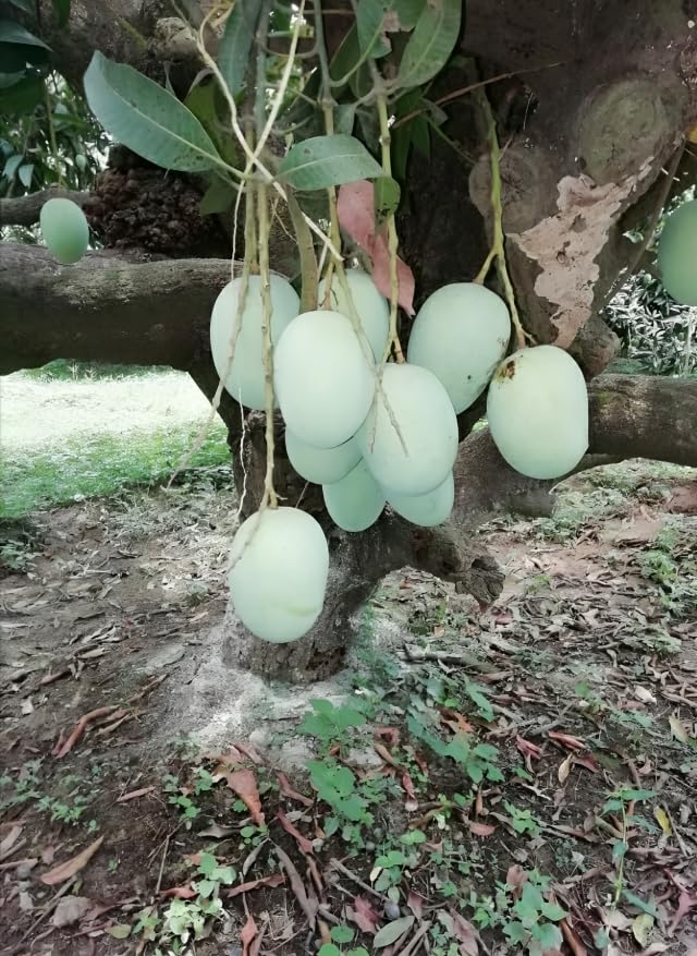 Image of Combo 2 ''Bhagalpuri Mango Tree Hybrid inch Original Desi Delicious Huge Productivity Rare Mango Fruit Grafted Live Plant Plant For Home Garden