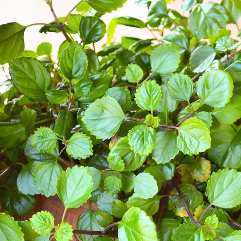 Set 4 Plectranthus Swedish Ivy Plants Live Houseplant, in 4 Inch Pot, Swedish Ivy Live Plants, 4 to 6 Inch Tall, Swedish Ivy Vine (Green Swedish Ivy)