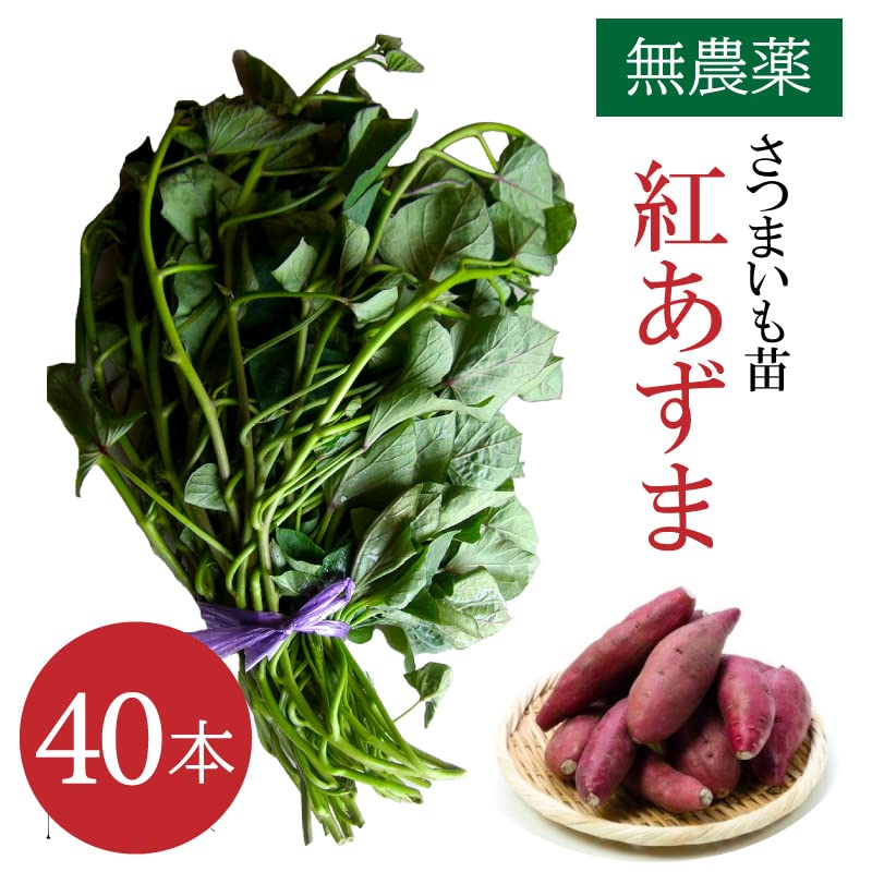 Amazon.co.jp: 【無農薬】紅あずま 苗 芋づる サツマイモ苗 無農薬