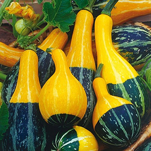 ZUCCA ORNAMENTALE A FORMA DI BIRILLO NR.50 SEMI