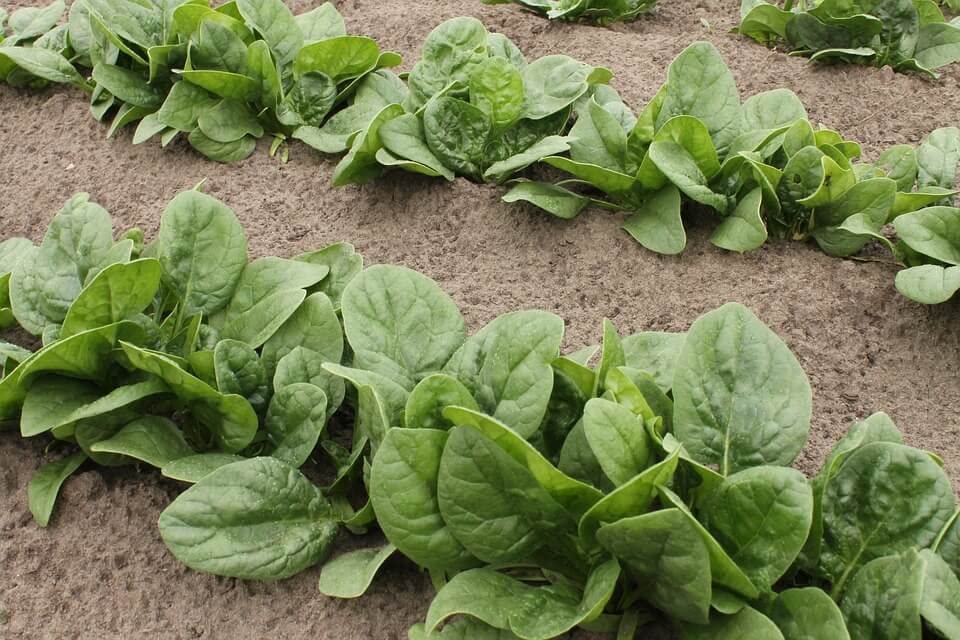 Image of Palak seeds desi (100 seeds)