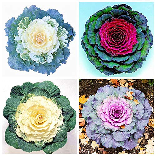 Bloom Green Co. Col rizada Bonsa Floración Col ornamental Planta Bonsa Floración En Bonsai o Maceta Jardín Decoración Flor Jardín Planta 100 piezas/bolsa: MEZCLA Cover