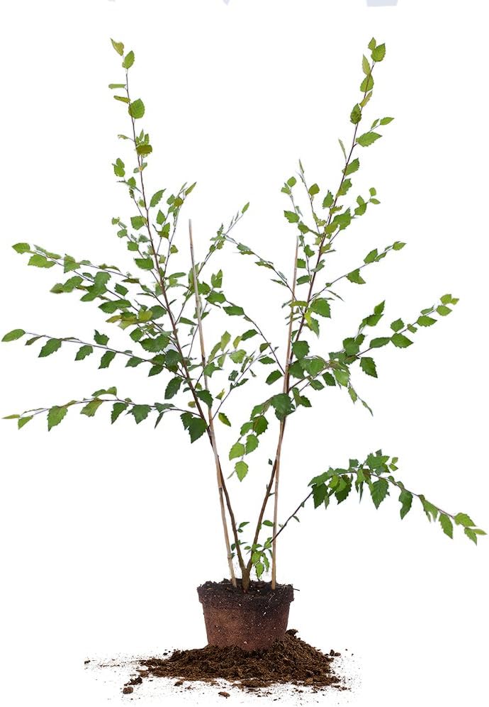 PERFECT PLANTS River Birch Fast Growing |, 4-5ft. Tall, Low Maintenance