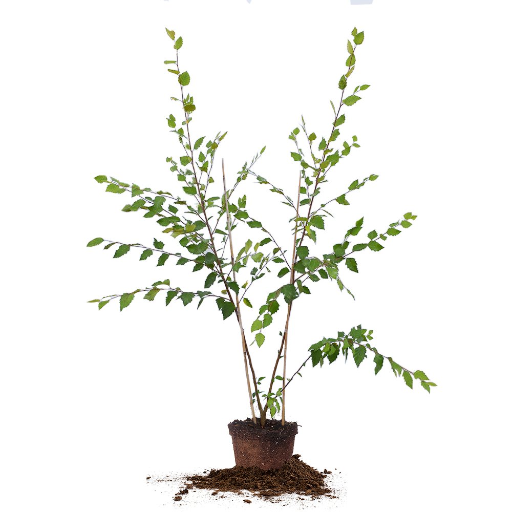 River Birch