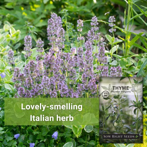 Sow Right Seeds - Thyme Seed for Planting - Non-GMO Heirloom Packet with Instructions for Easy Planting Your Kitchen Herb Garden - Indoor or Outdoor - Great for Hydroponics Growing - Culinary Herb (1) - Image 3