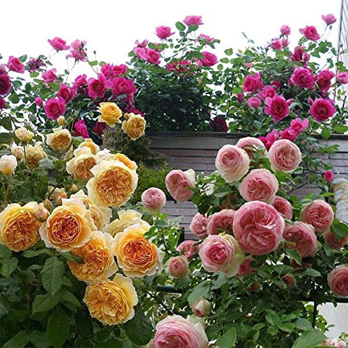 200+ Mix Climbing Rose Seeds For Planting Outdoors Ornamental Climbing Flowers Rosa Bush Vine Climber Long-Blooming #TOP1