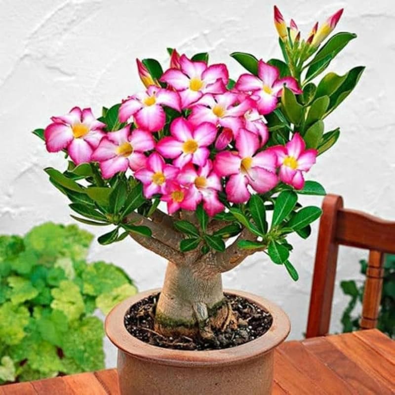See full amazon price history chart for Grafted adenium plant Pack of 1 Grafted adenium plant Pack of 1 (B0CPCS775B) Amazon Price History, Amazon Price Tracker