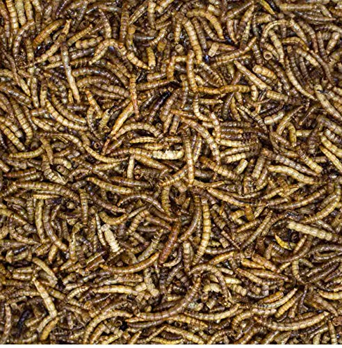 Doublure (Prix de base 10,40 Euro/KG) – 5,0 kg de farine würmer Sèche-linge, reptile, les rongeurs