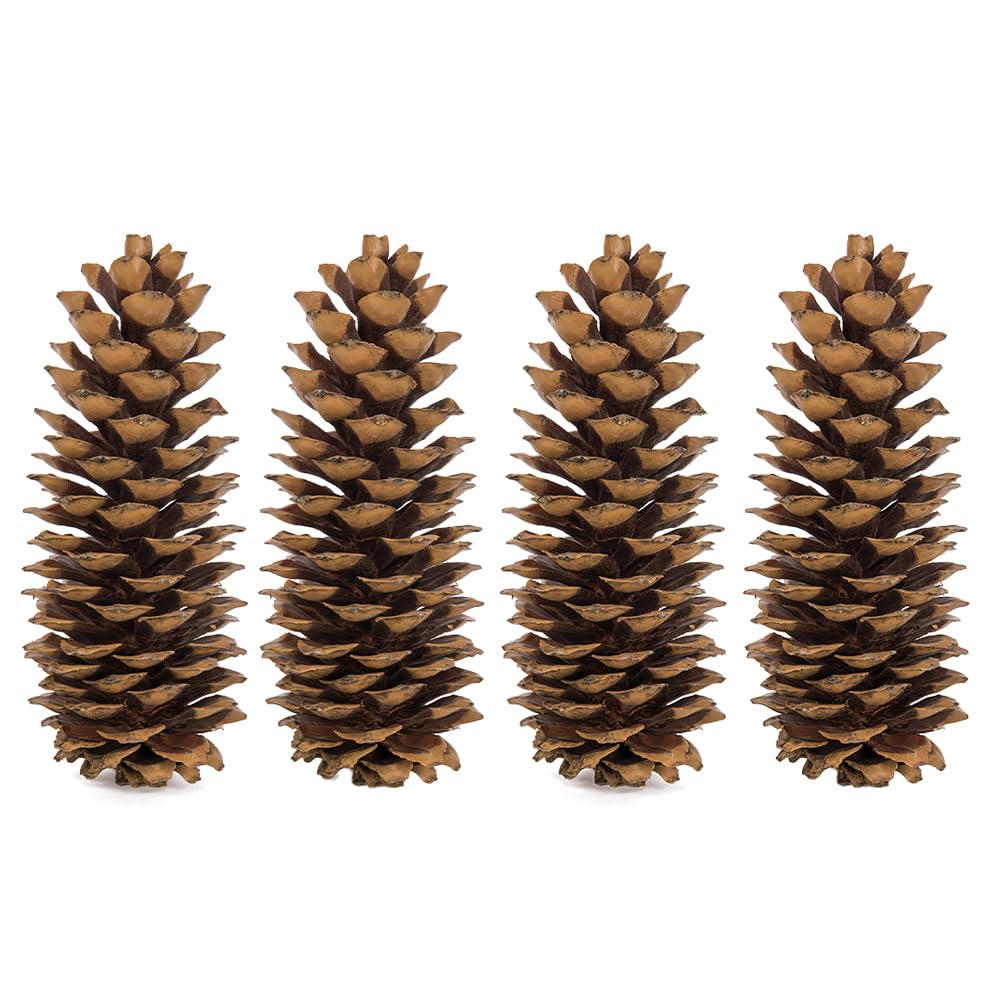 Sugar Pinecones Natural (Set of 4)