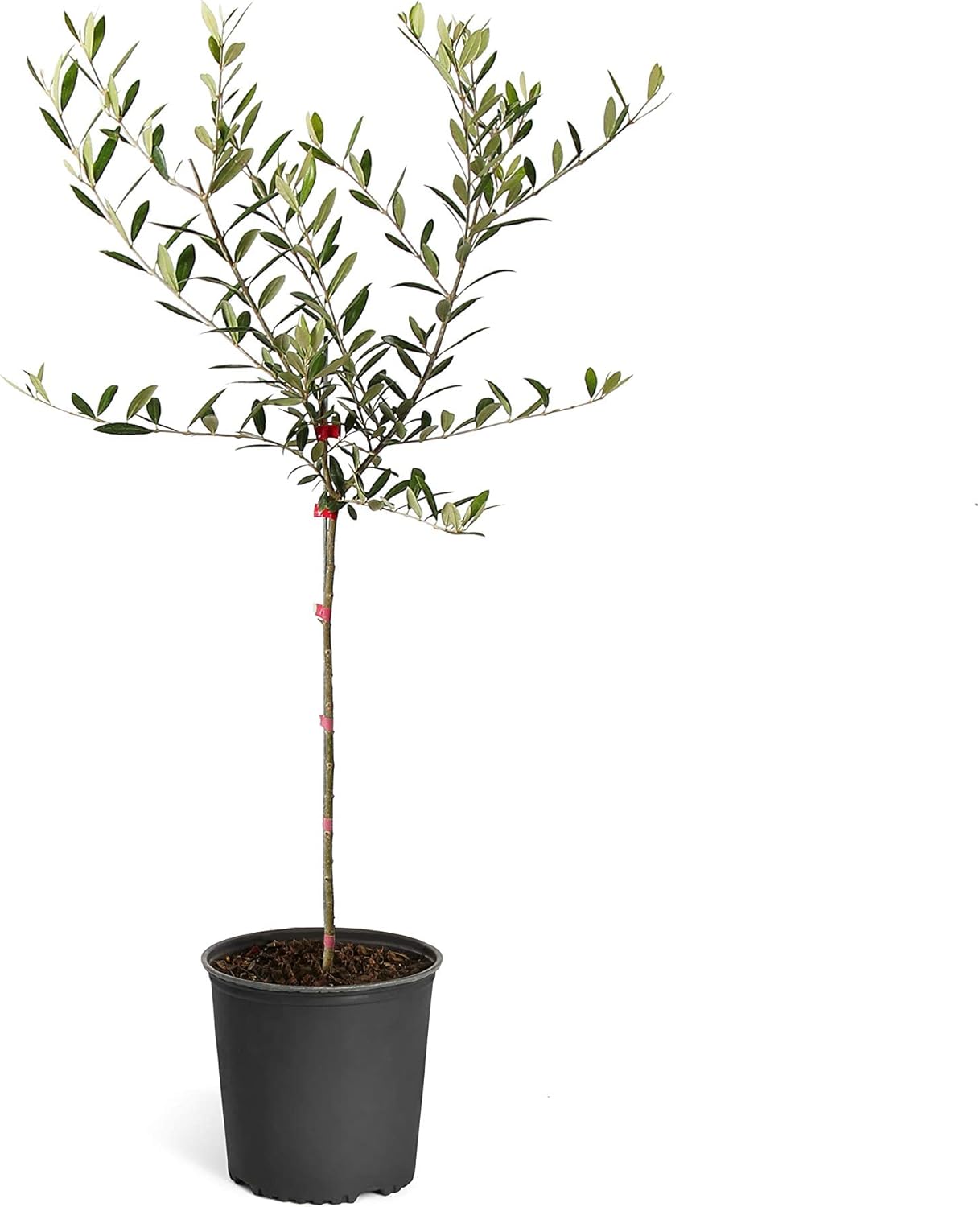 Arbequina Olive Tree 1-2 Feet Tall Plant Pot - Olive Tree Live Plants Outdoor Fruiting Tree Plants - Olive Branch Indoor Plants Live Houseplants Patio Live Olive Trees | No Shipping to AZ