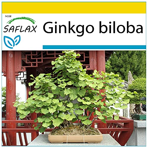 Ginkgo-Samen Saflax, Anzucht Set, Bonsai, Ginkgo, 4 Samen