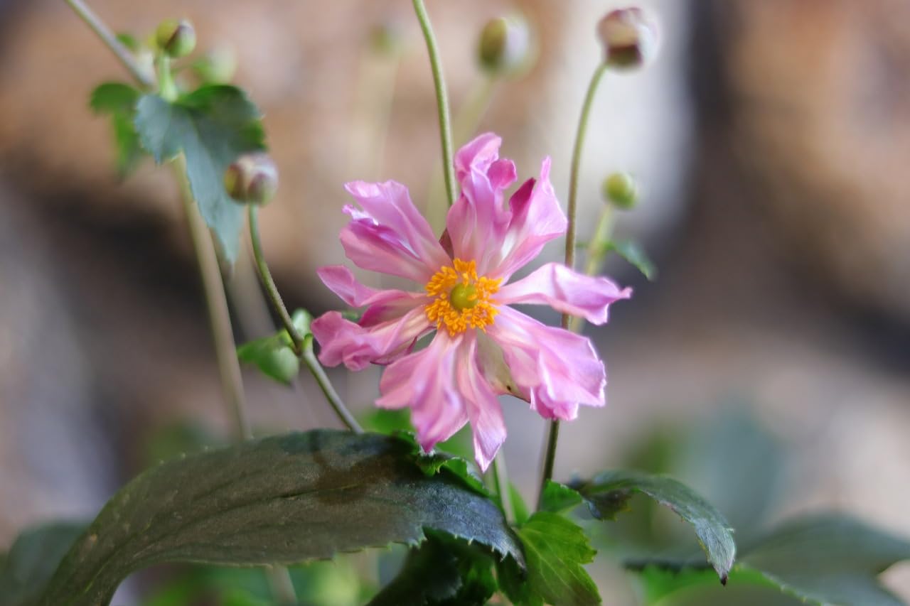 秋明菊苗 Amazon.co.jp: 秋明菊 八重咲き 貴富音 きふね 3.5号ポット苗 1株販売