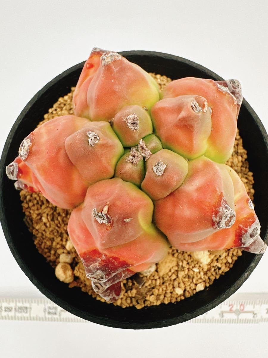 Amazon.co.jp: アストロフィツム 紅葉亀甲ヘキラン Astrophytum