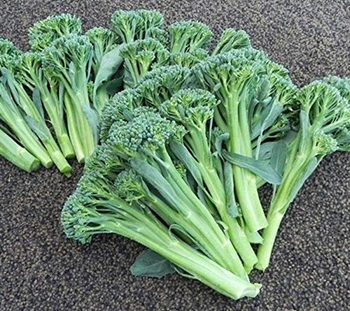Amazon.com : Atlantis Brokali Hybrid Seeds - Hybrid Cross Between