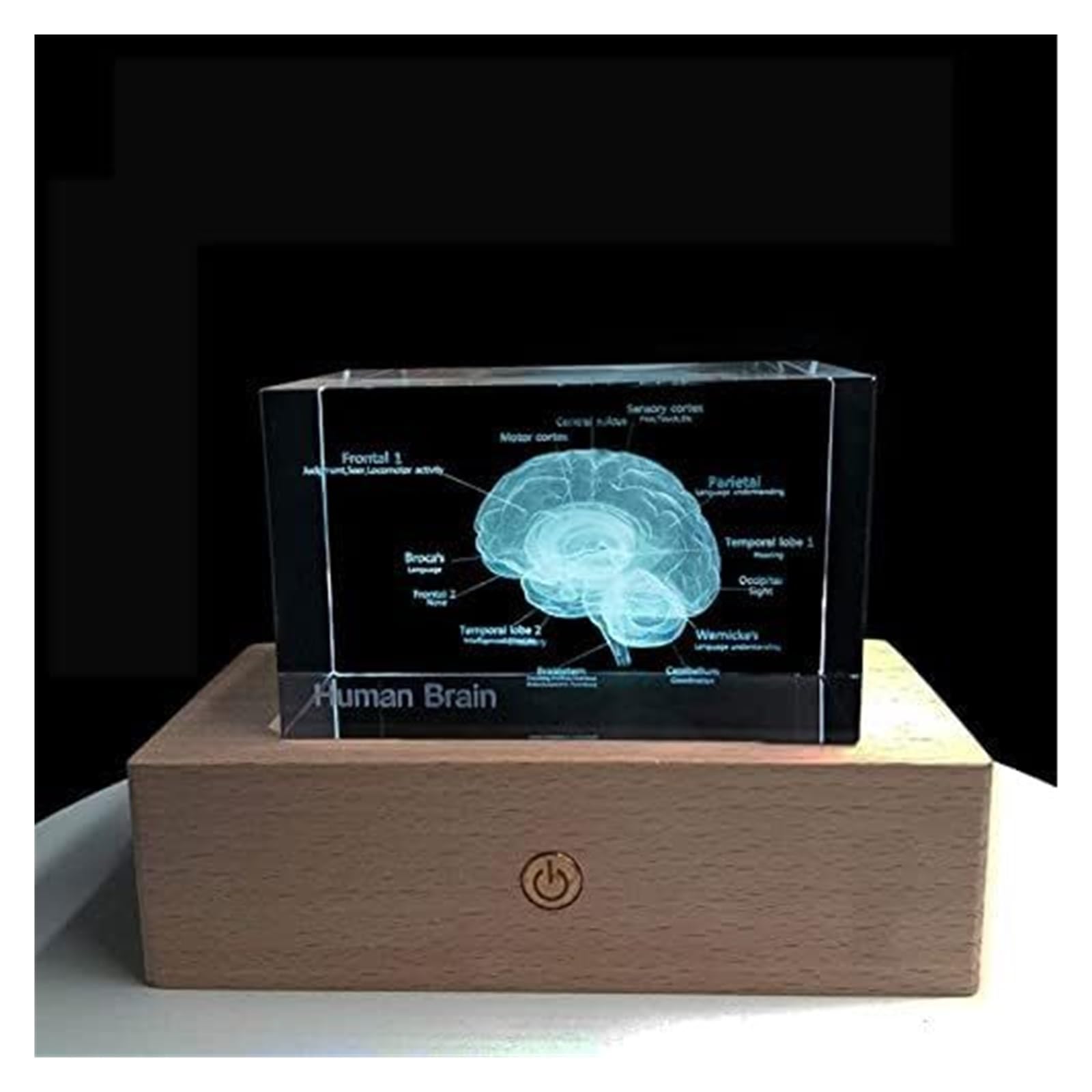 Modello anatomico, Modello 3D di Cervello Umano in Cristallo con Base LED - Strumento didattico Anatomia educativa e splendido Souvenir scientifico in cubo Vetro