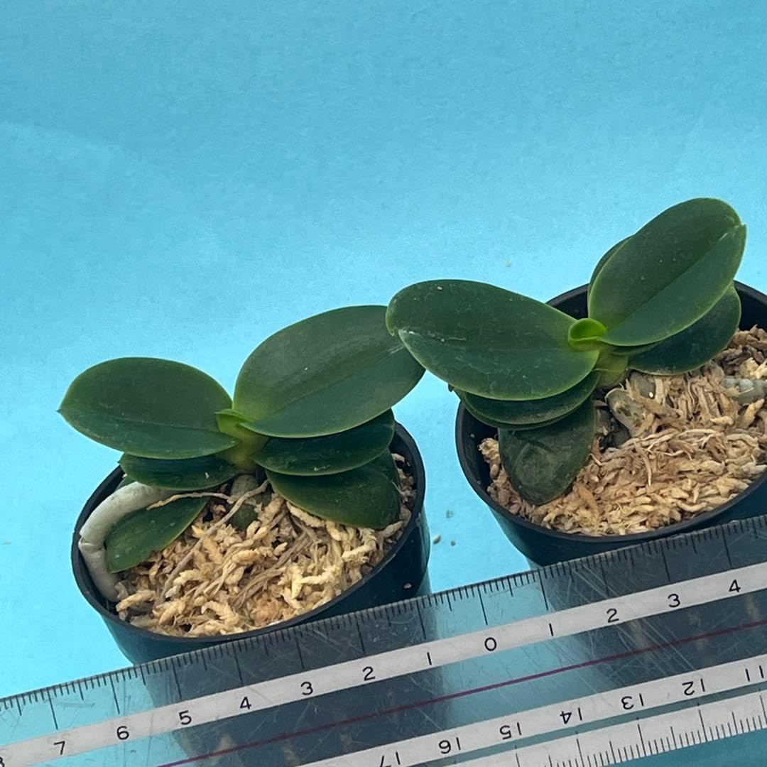 Amazon｜名護蘭 ナゴラン 明丸 2株セット ガーデニング 園芸｜観葉植物