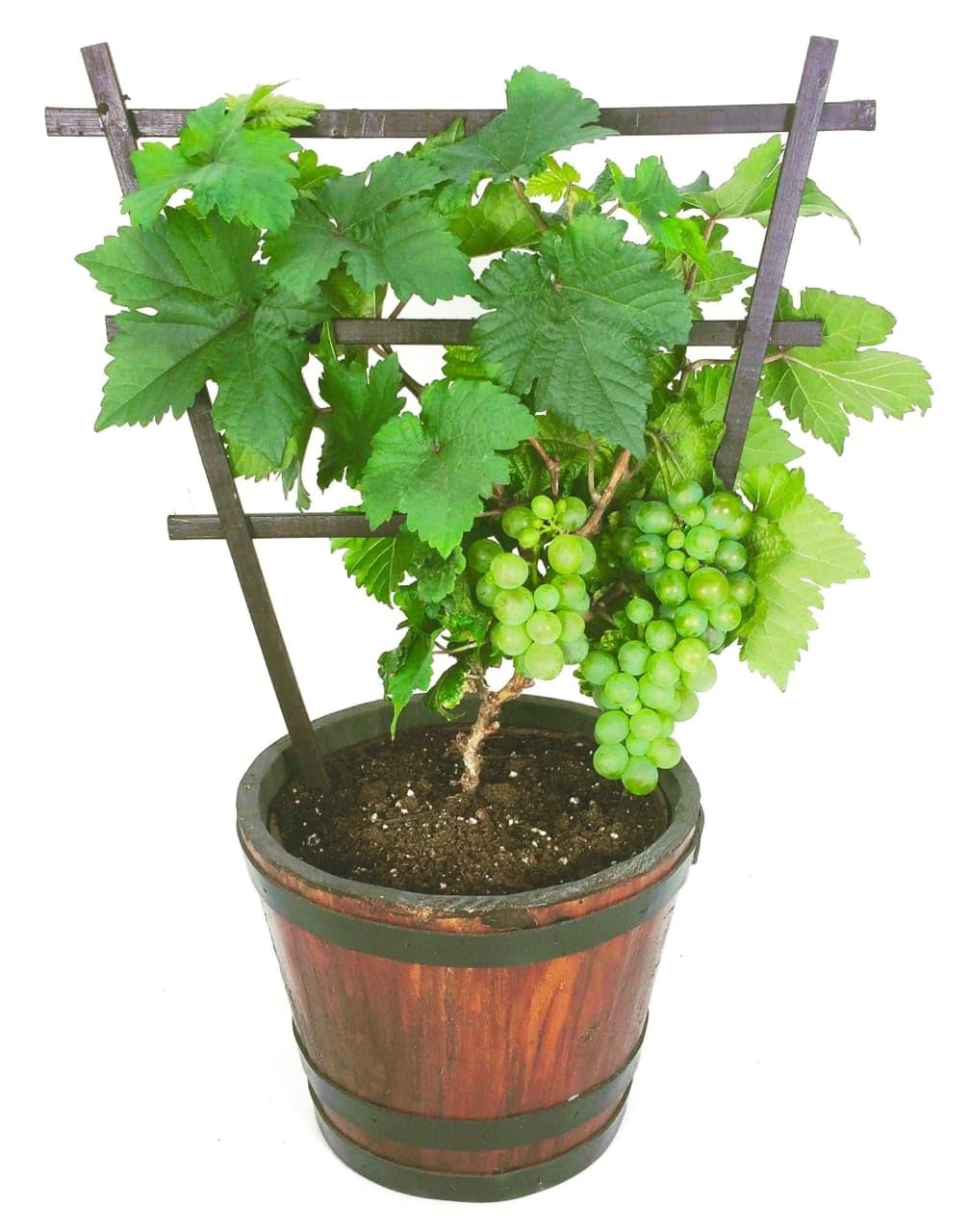 Shyam Greenhouse Grape Vine Plant Planter and Trellis Support, Green Grapes (Pack of 1)-image-13