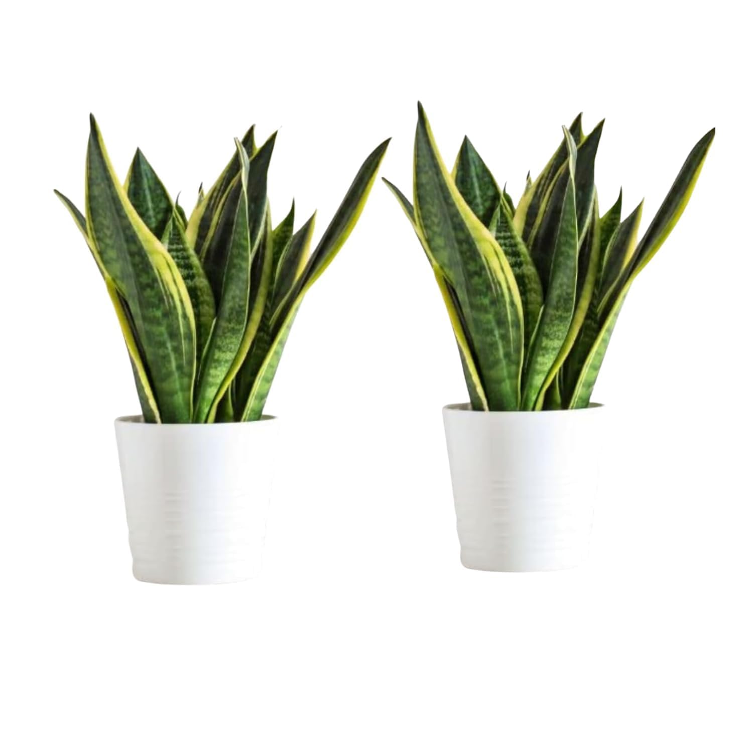 GOOD HOMES INDIA Snake Plant Pack of 2 | Snake Plant indoor Live Plant | Snake Plant With Pot | Good Luck Snake Plant | indoor Pants Pots | Desi Gardener Snake Plant | Good Luck Snake Plant