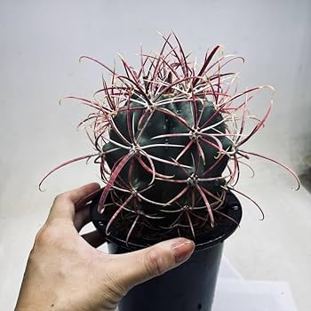 Amazon|サボテン:フェロカクタス 神仙玉hyb.*幅10cm【現品をお届け Amazon|サボテン:フェロカクタス 神仙玉hyb.*幅10cm【現品をお届け