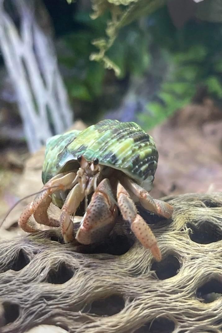 Teddy Bear Cholla Wood Shards – Natural Hermit Crab Treats & Habitat Enrichment for Reptiles, Fish, Small Pets, Birds & Aquariums (Large Box – 14x4x4” (Lengths 1 – 12", 10-15 Pieces))