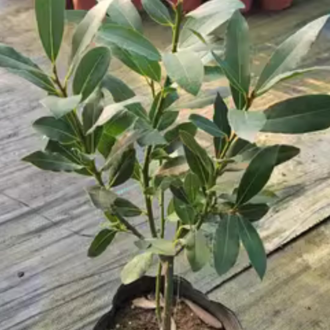 Bay Tree Live Plant 6 to 8 Inches Tall, Laurus Nobilis Live Plant, Bay Laurel Tree Sweet Bay Leaf Plant Outdoor Garden